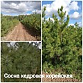 Сосна кедровая корейская