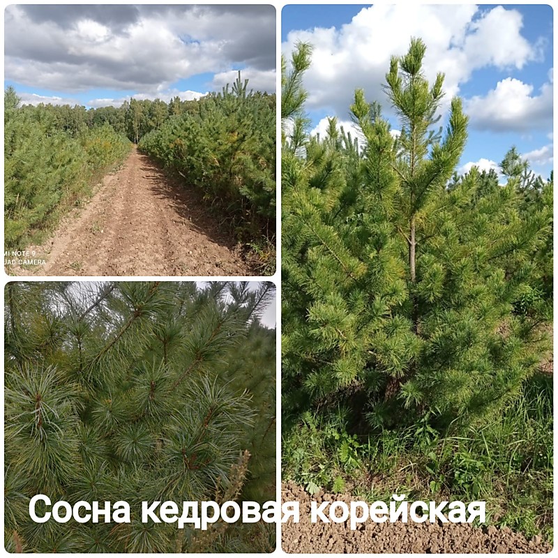 Сосна кедровая корейская